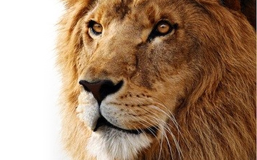 Lion to Launch on June 14th? [Rumor]